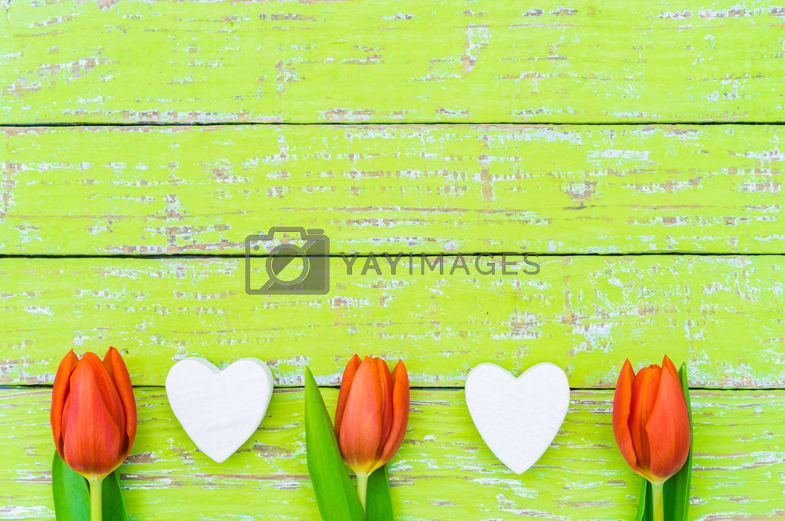 Royalty free image of Valentine day background with red tulip flowers and hearts on green wood by Vulcano