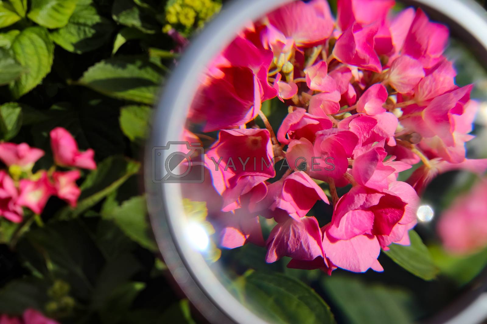 Royalty free image of Beautiful and colorful flowers zoomed at with a magnifying glass by MP_foto71