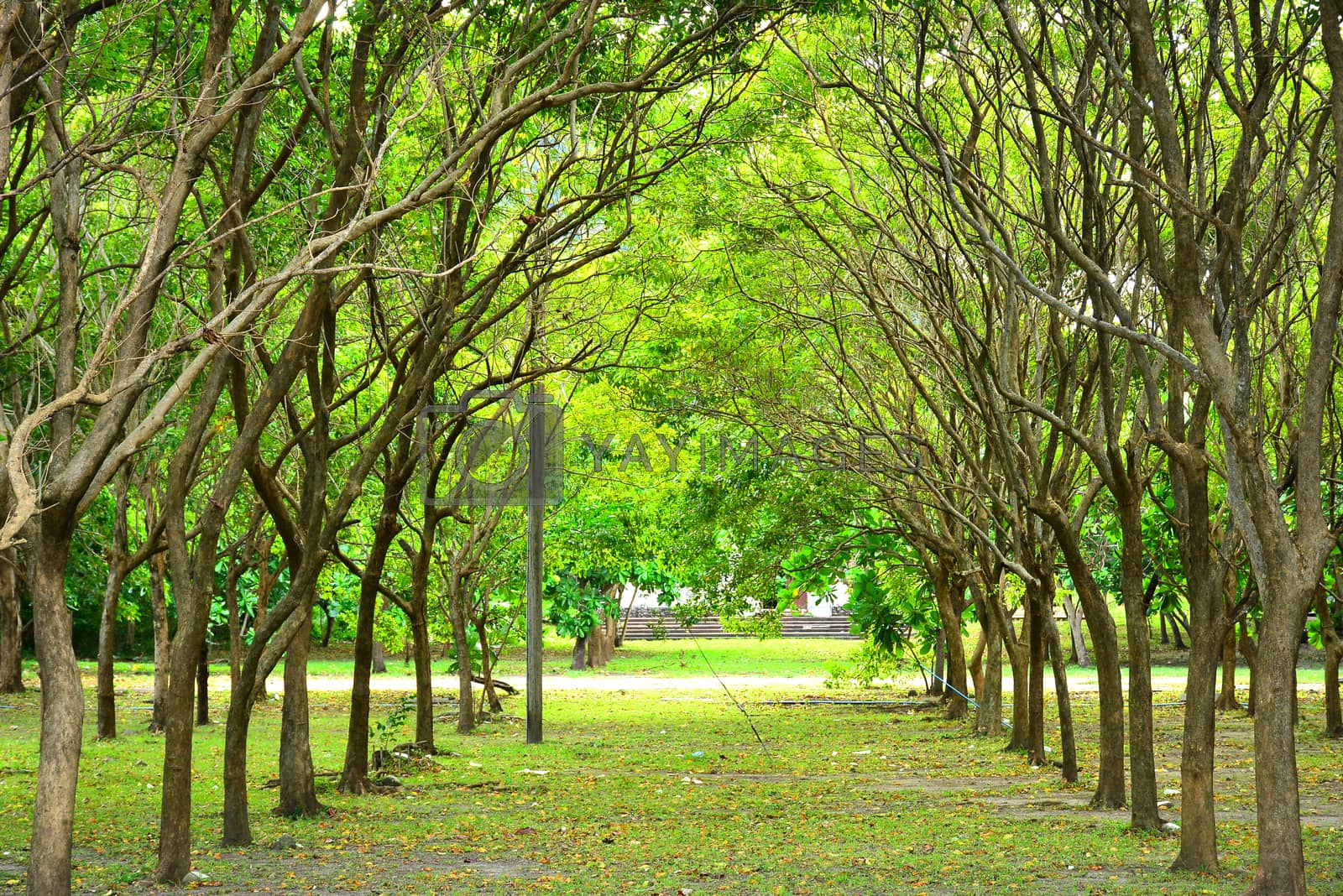 Royalty free image of Corregidor island surrounding trees in Cavite, Philippines by imwaltersy