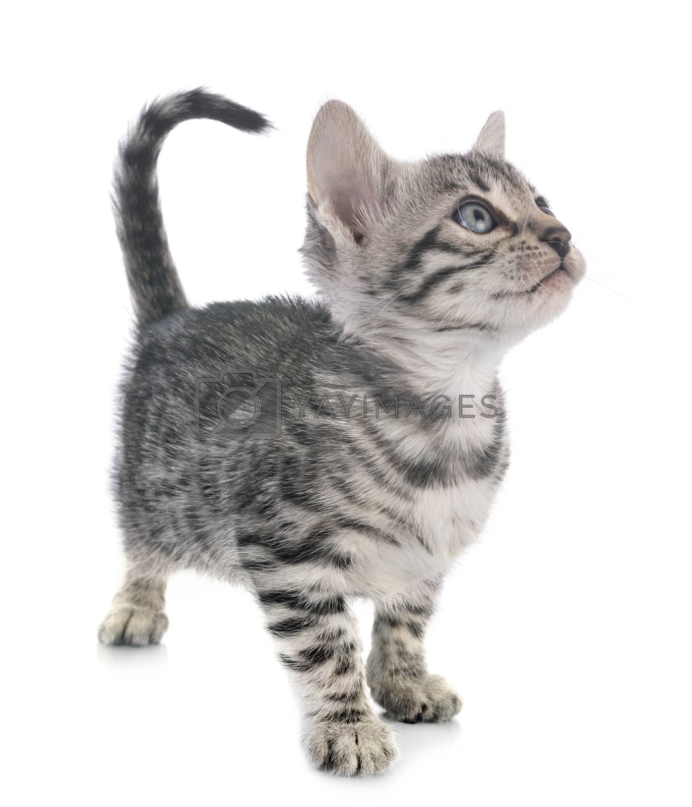 Royalty free image of bengal kitten in studio by cynoclub