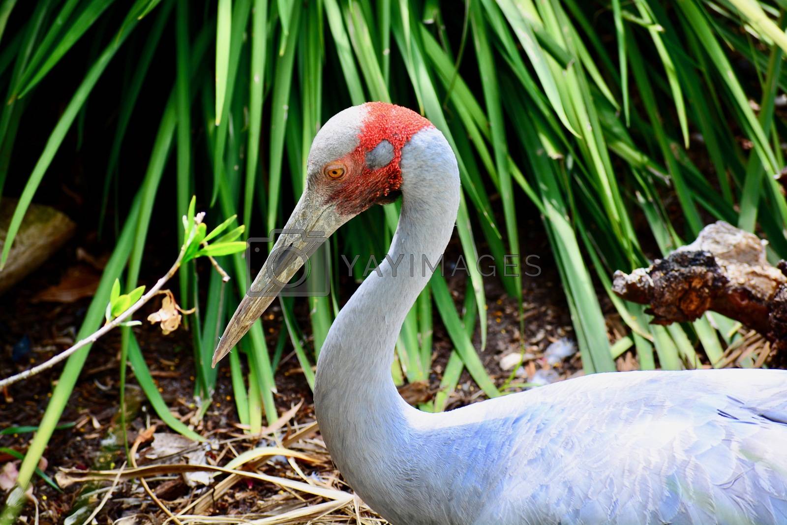 Royalty free image of Portrait of a Brolga (Antigone rubicunda), a bird in the crane family. It has also been given the name Australian crane by Marshalkina