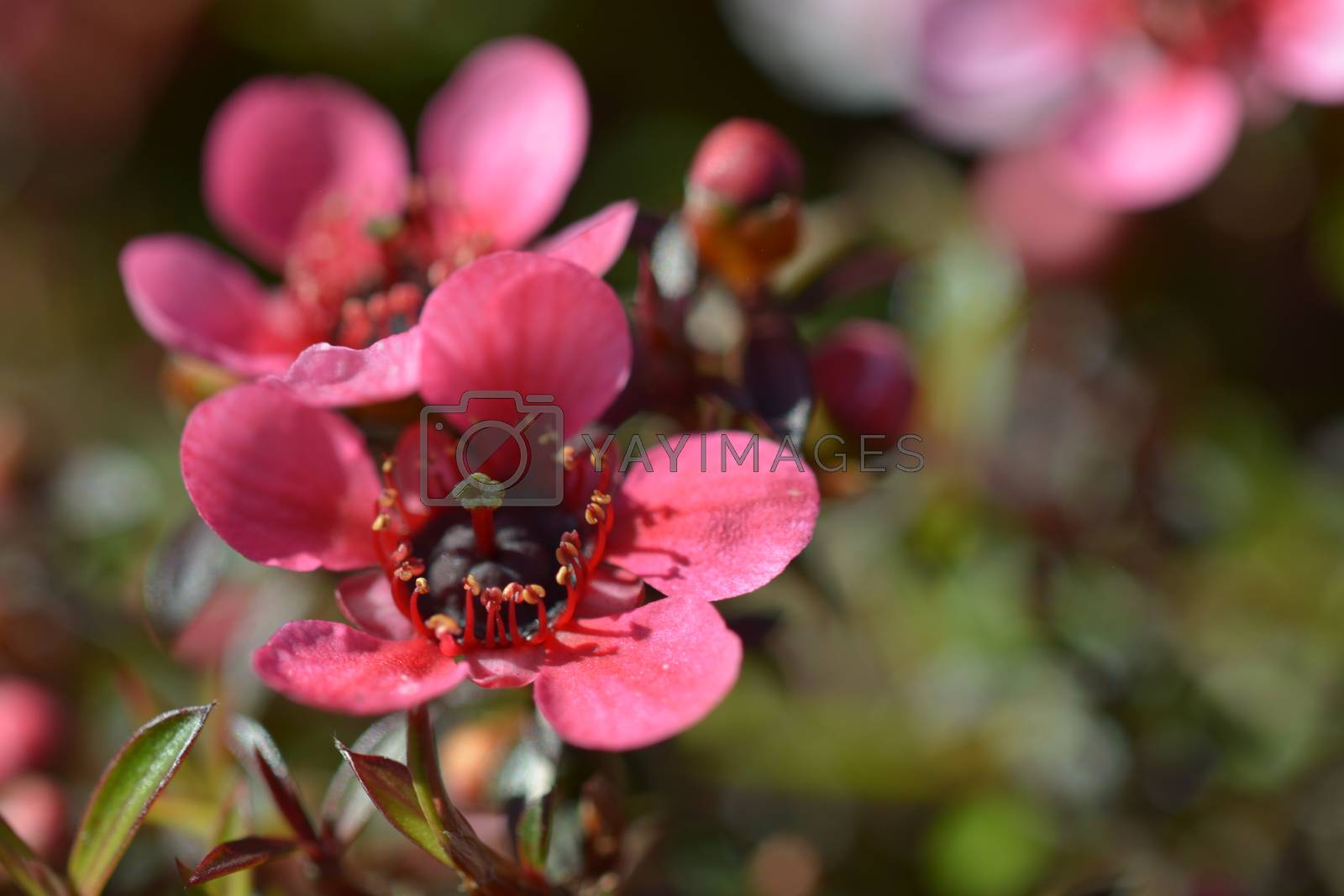 Royalty free image of Flowering Manuka bush, source of famous Manuka honey - New Zealand. by Marshalkina