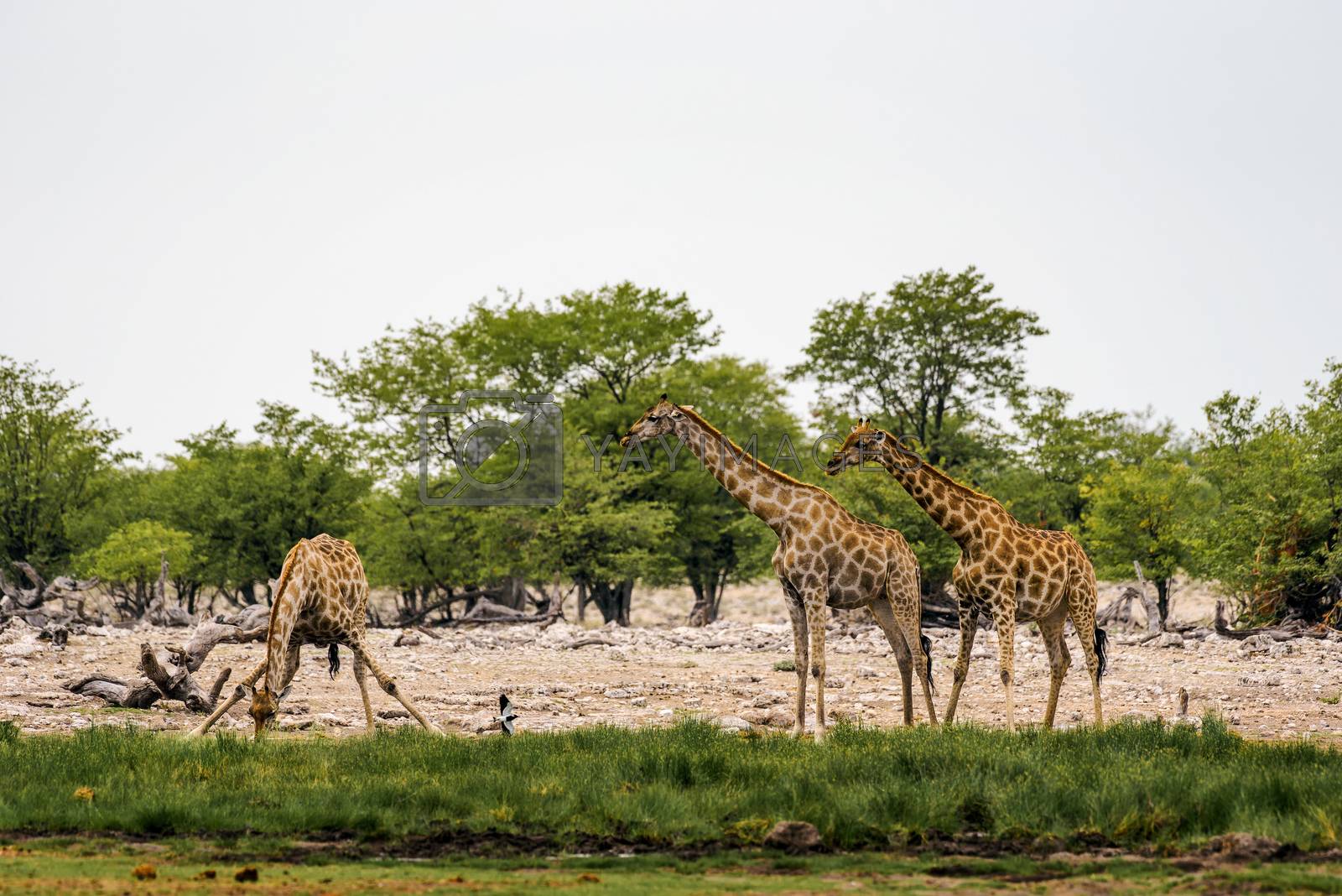 Royalty free image of Giraffes drink water from a waterhole in Etosha National Park by nickfox