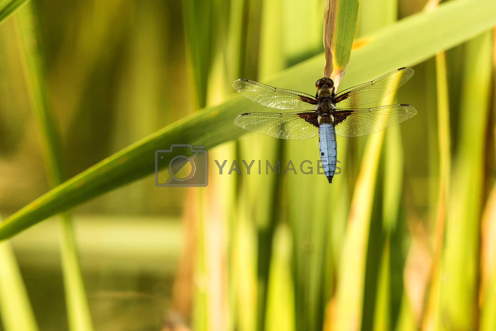 Royalty free image of Broad-bodied chaser sitting on a leaf of a cattail by Jochen