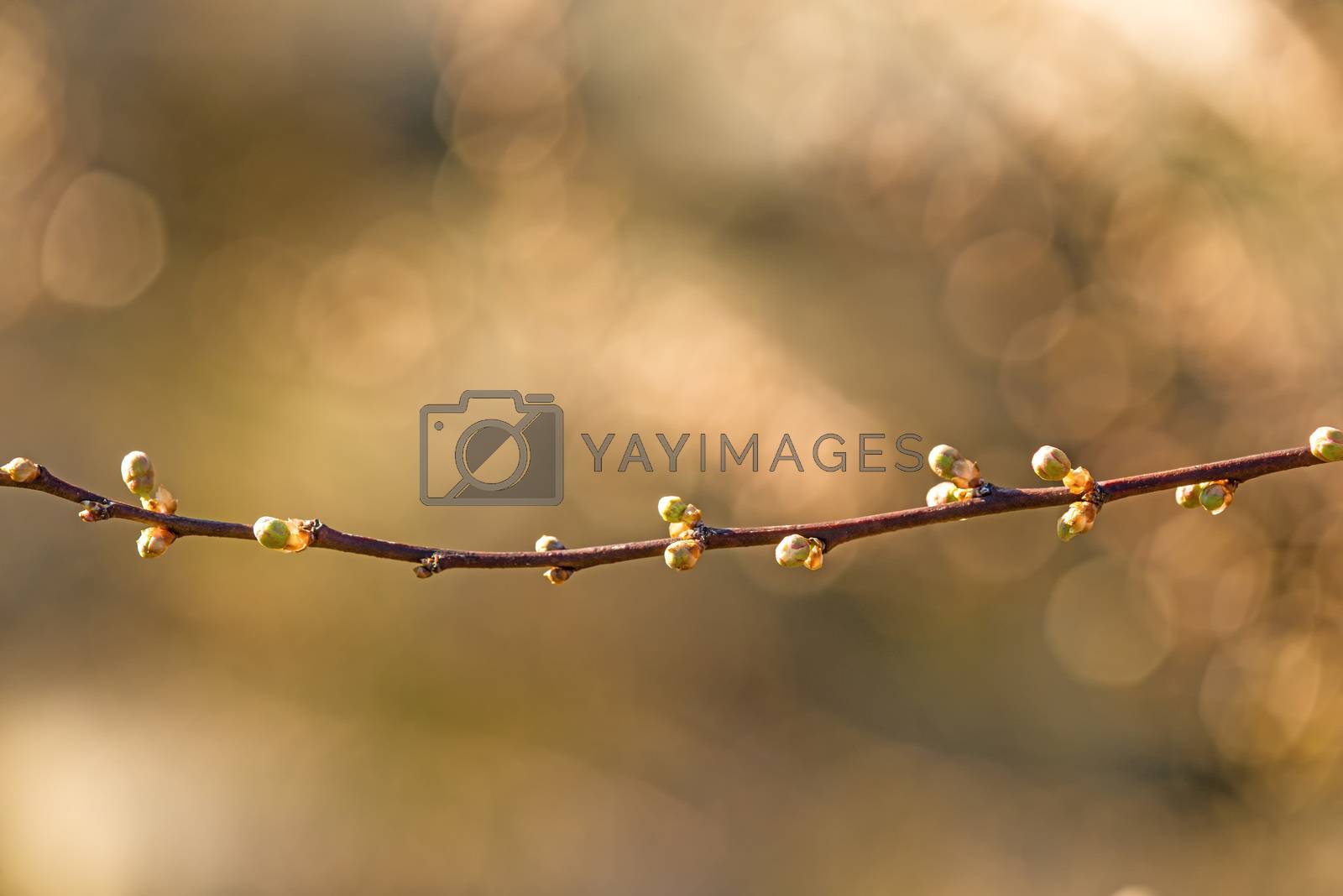 Royalty free image of Blackthorn blossom in spring, closed blossom buds by Jochen