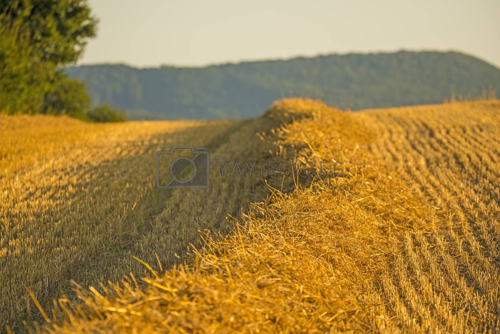 Royalty free image of stubble field with straw and panoramic view to the German highland Swabian Alb by Jochen