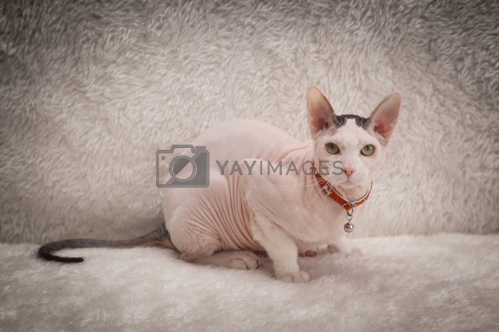 Royalty free image of Bald Sphynx cat on a sofa by sveter