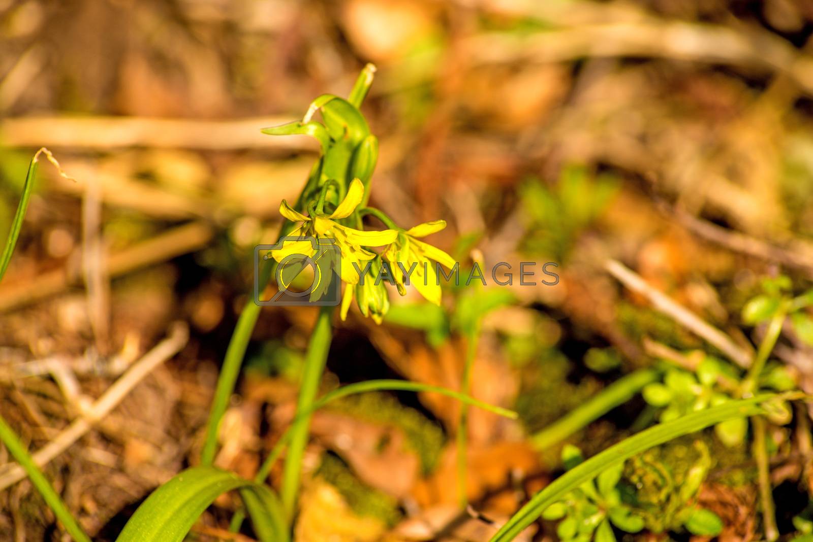 Royalty free image of yellow Star-of-Bethlehem, flower in spring in Germany by Jochen