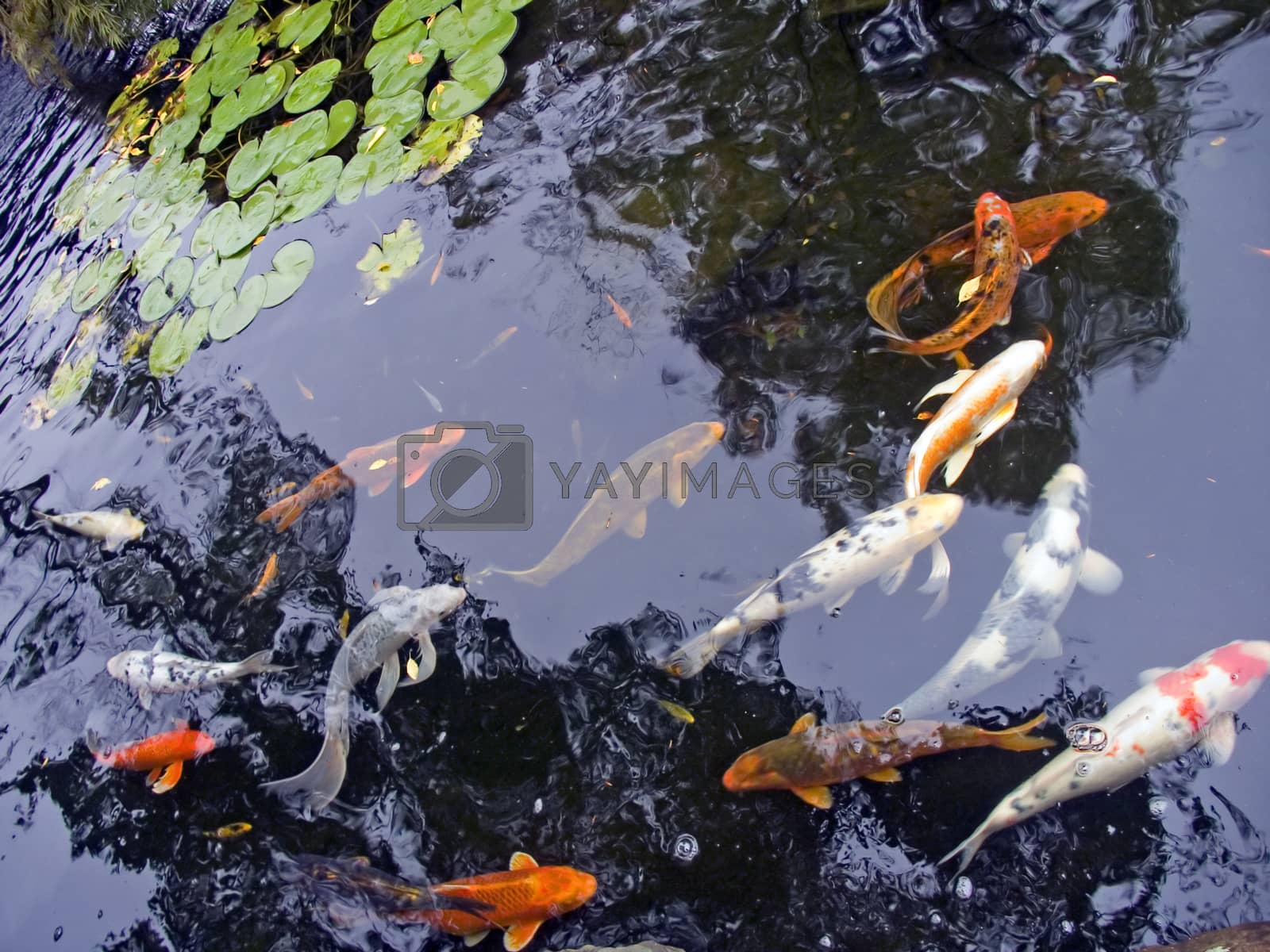 Royalty free image of Carp fish by applesstock