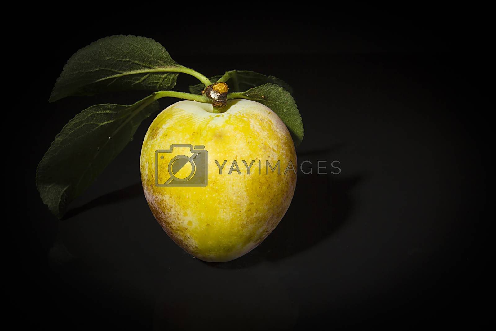 Royalty free image of Ripe plums on a black background by VIPDesignUSA