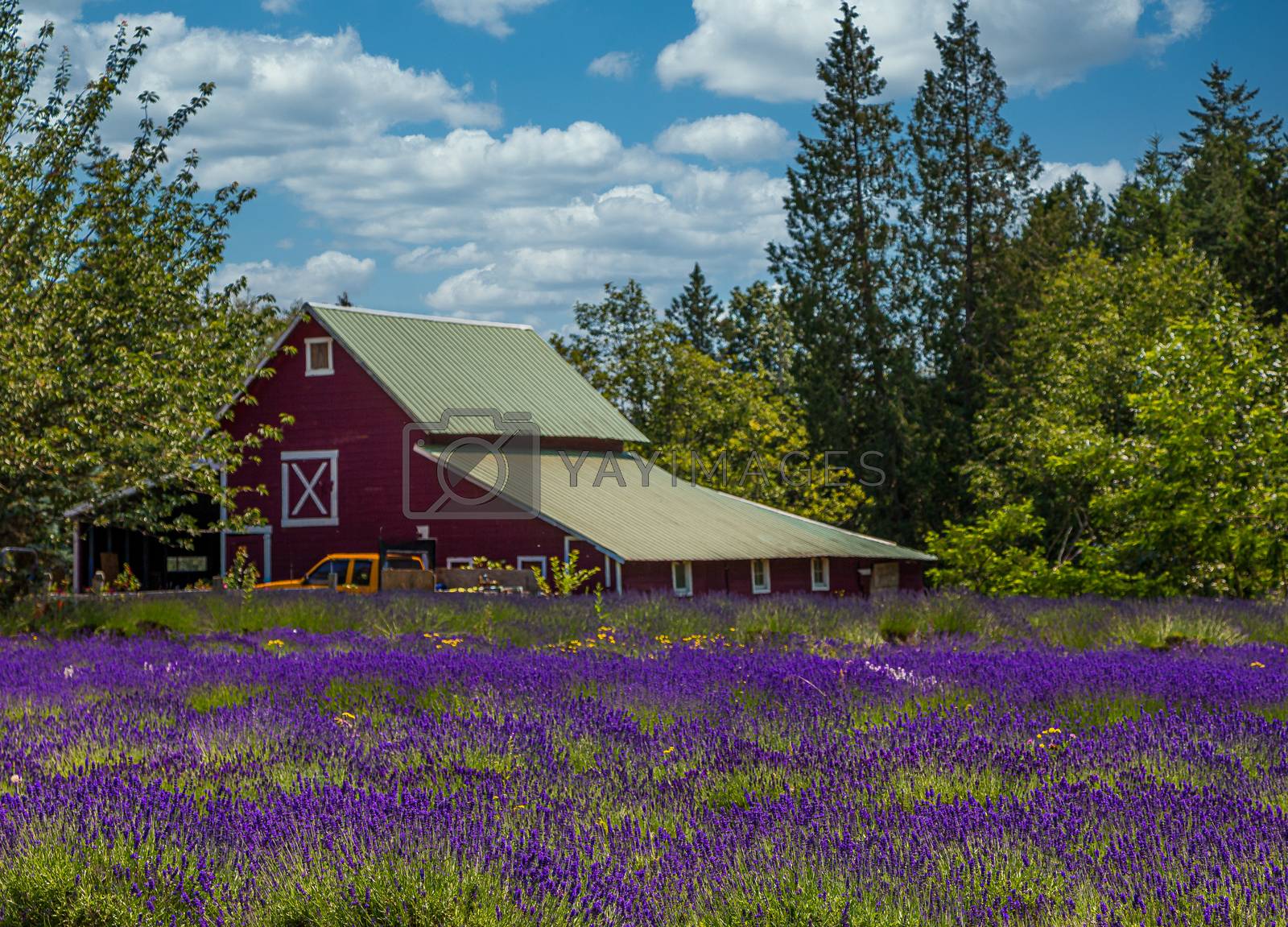 Royalty free image of Red Barn Behind Lavendar Field by dbvirago