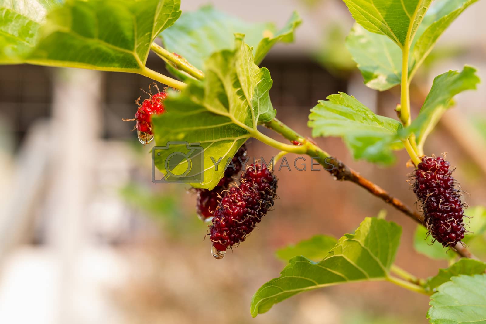 Royalty free image of Fresh mulberry hanging on branch,  close-up  by sirichaiyaymicro