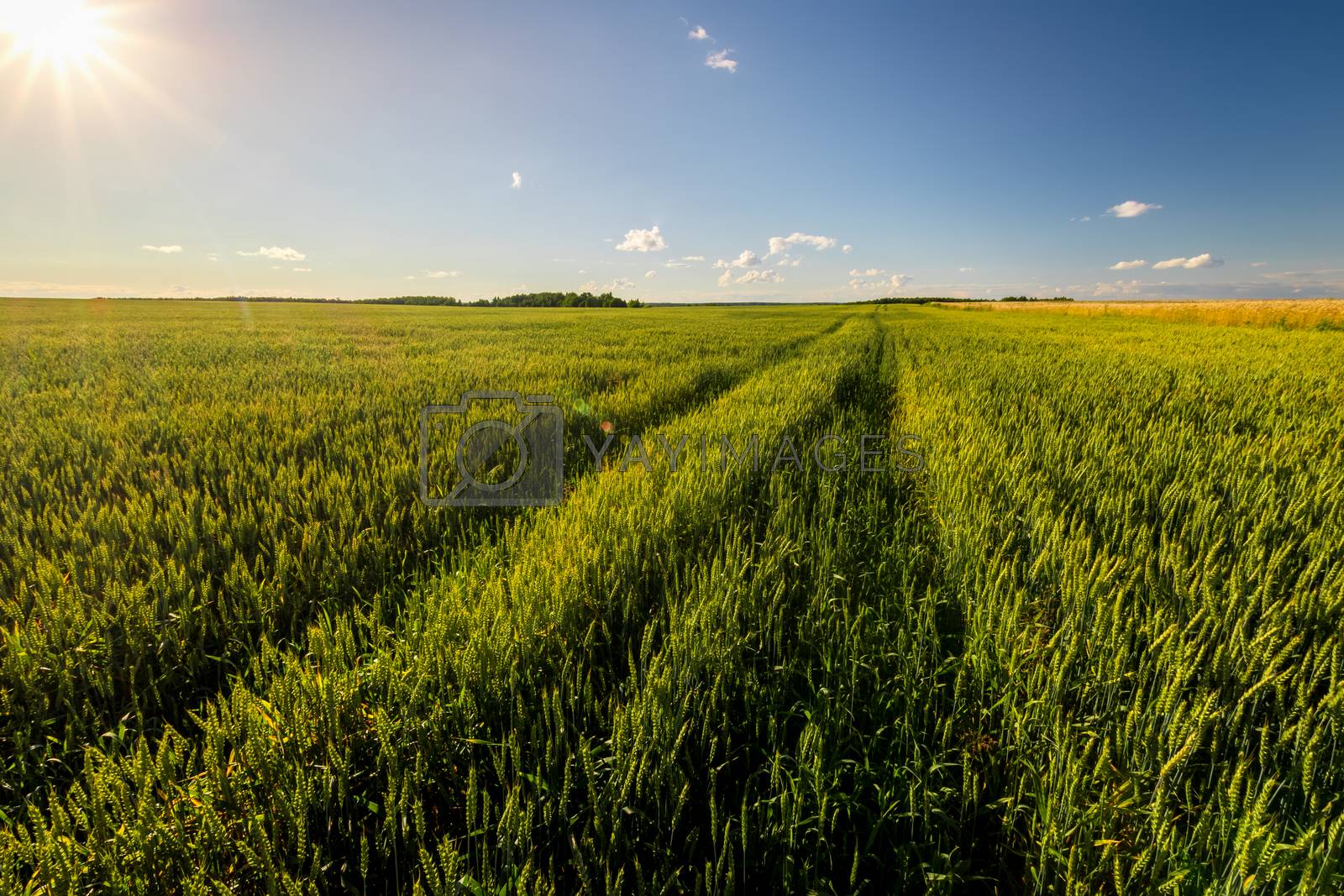 Royalty free image of Agricultural field with young green rye on a clear sunny evening by Eugene_Yemelyanov