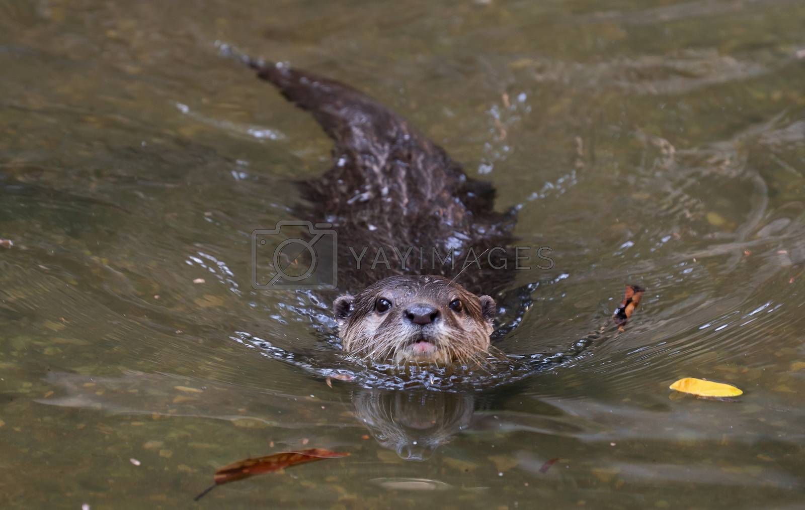 Royalty free image of Asian small clawed otter by anankkml