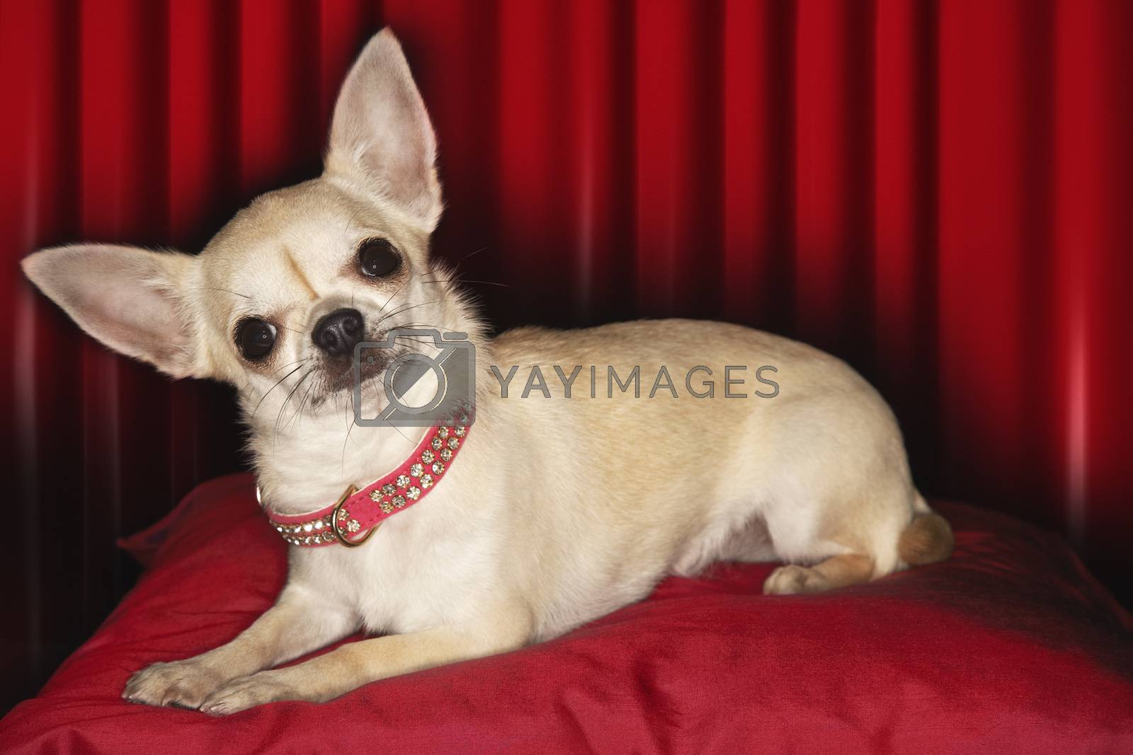 Royalty free image of Chihuahua lying on red pillow by moodboard