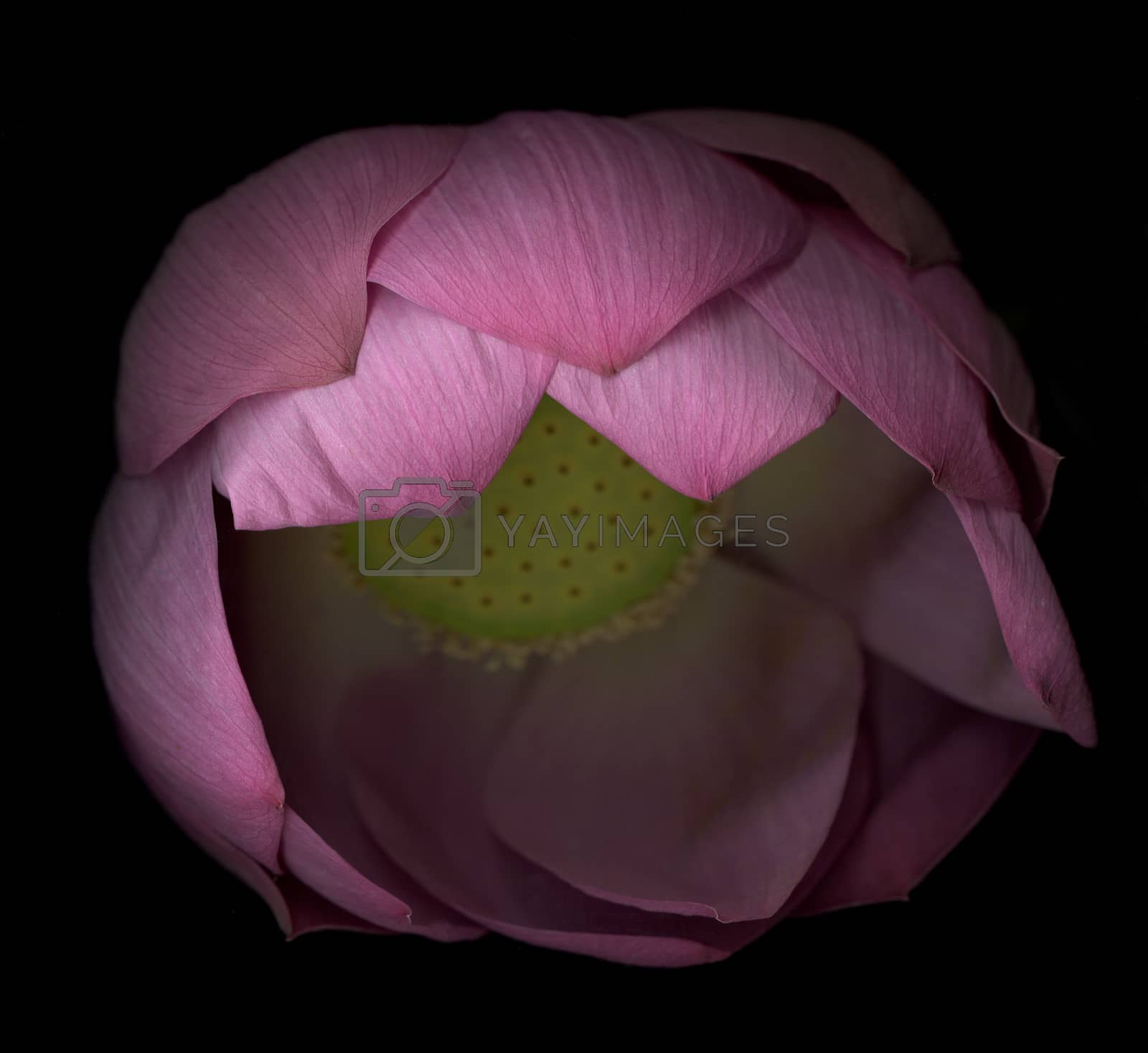 Royalty free image of Studio shot of piing water lily by moodboard