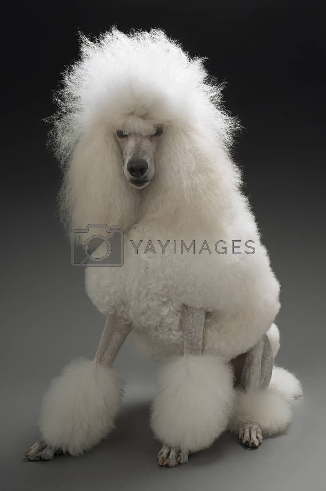 Royalty free image of White Poodle on grey background by moodboard