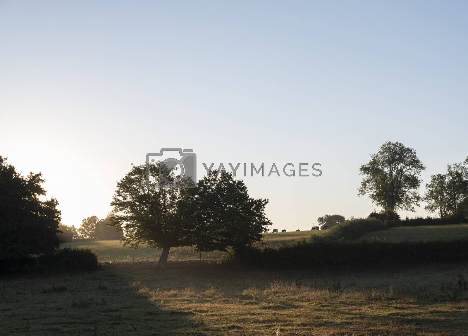 rural countryside landscape with trees and fields in nord pas de calais in france