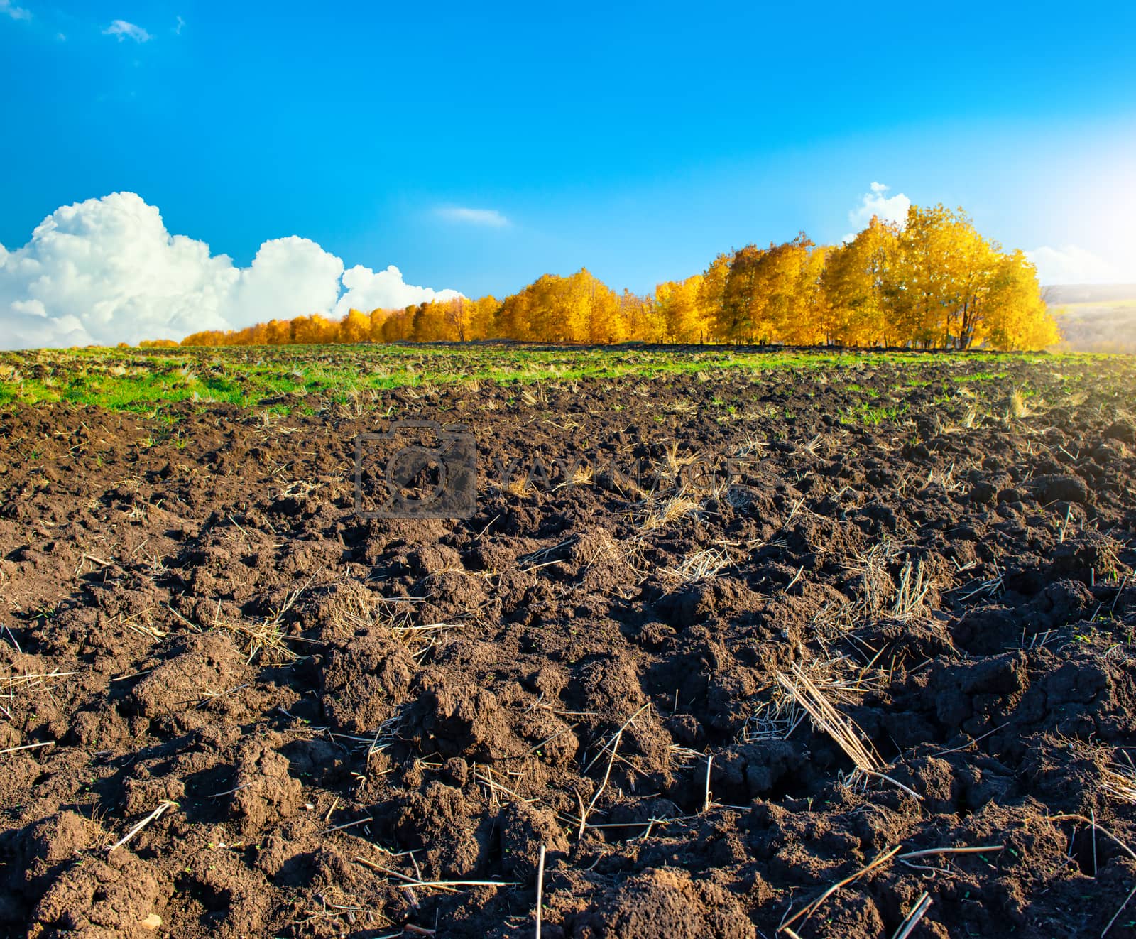 Royalty free image of Plowed farm field by Givaga