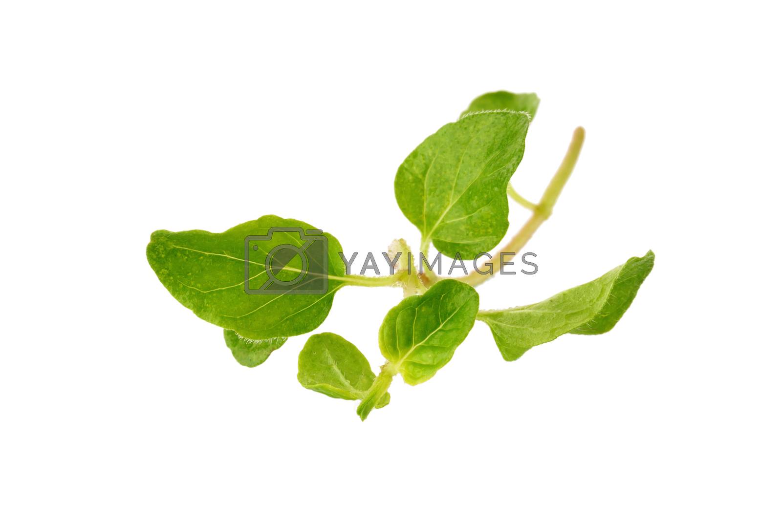 Royalty free image of Fresh Oregano herb on a white background by kaiskynet