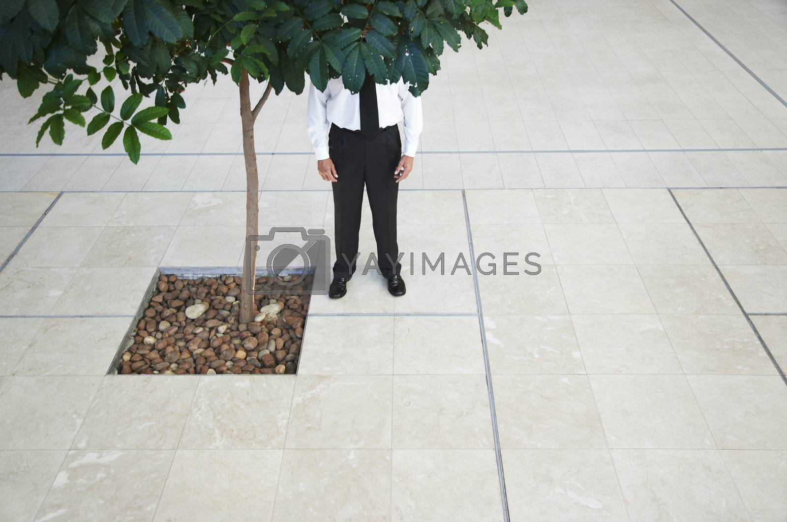 Royalty free image of Businessman standing behind tree low section by moodboard