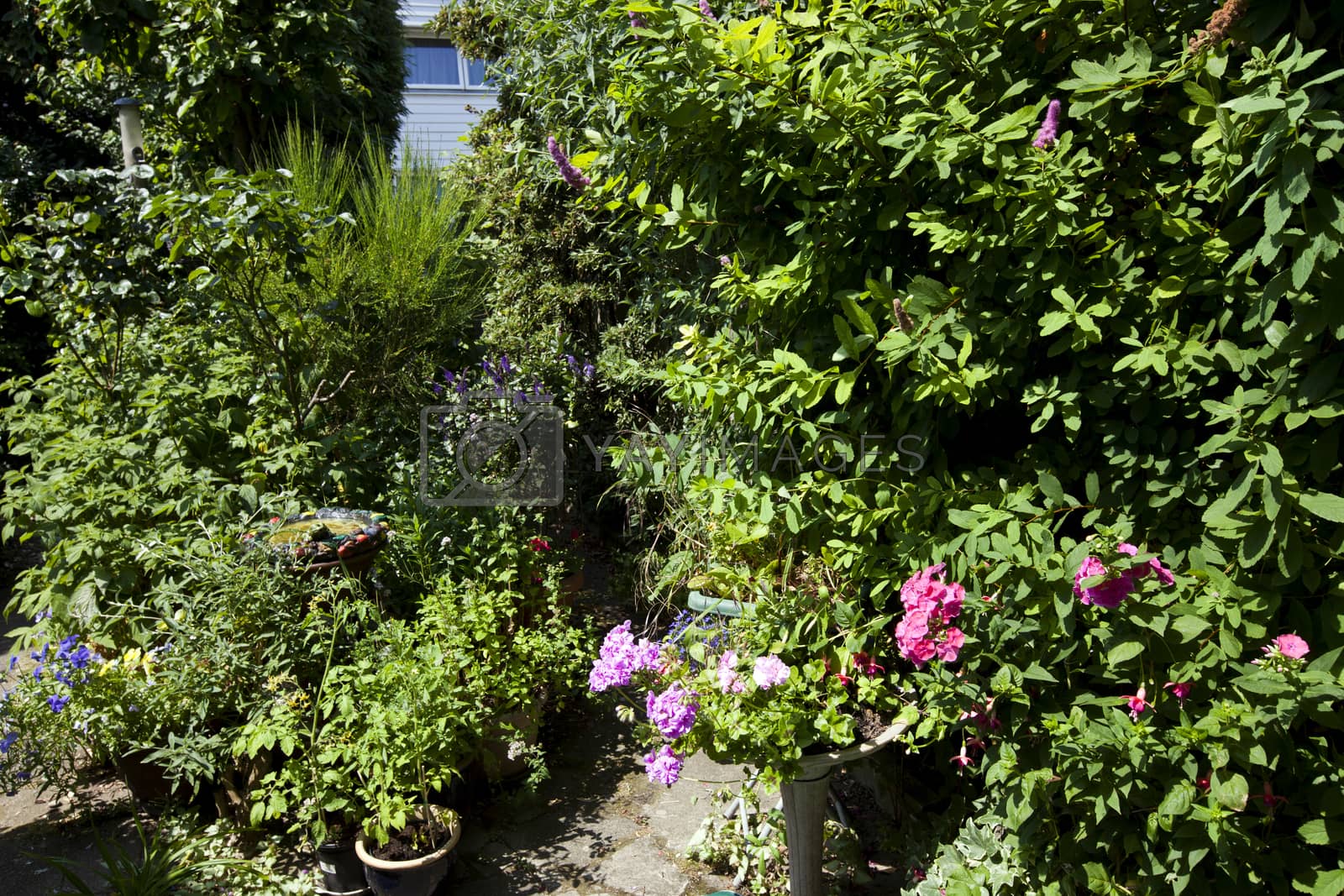 Royalty free image of Fresh green plants growing in backyard by moodboard