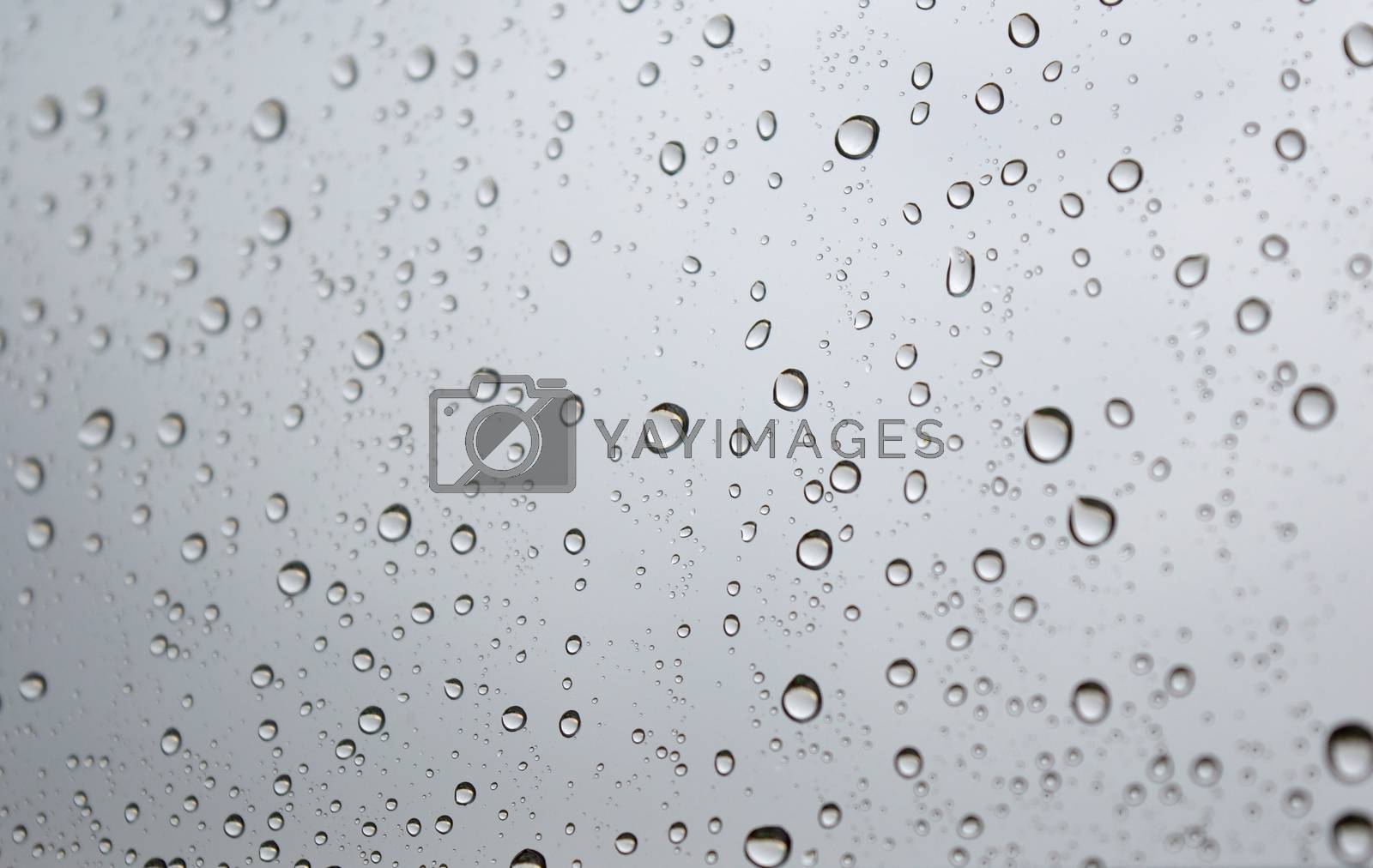 Royalty free image of Drops of rain on the window by sergpet