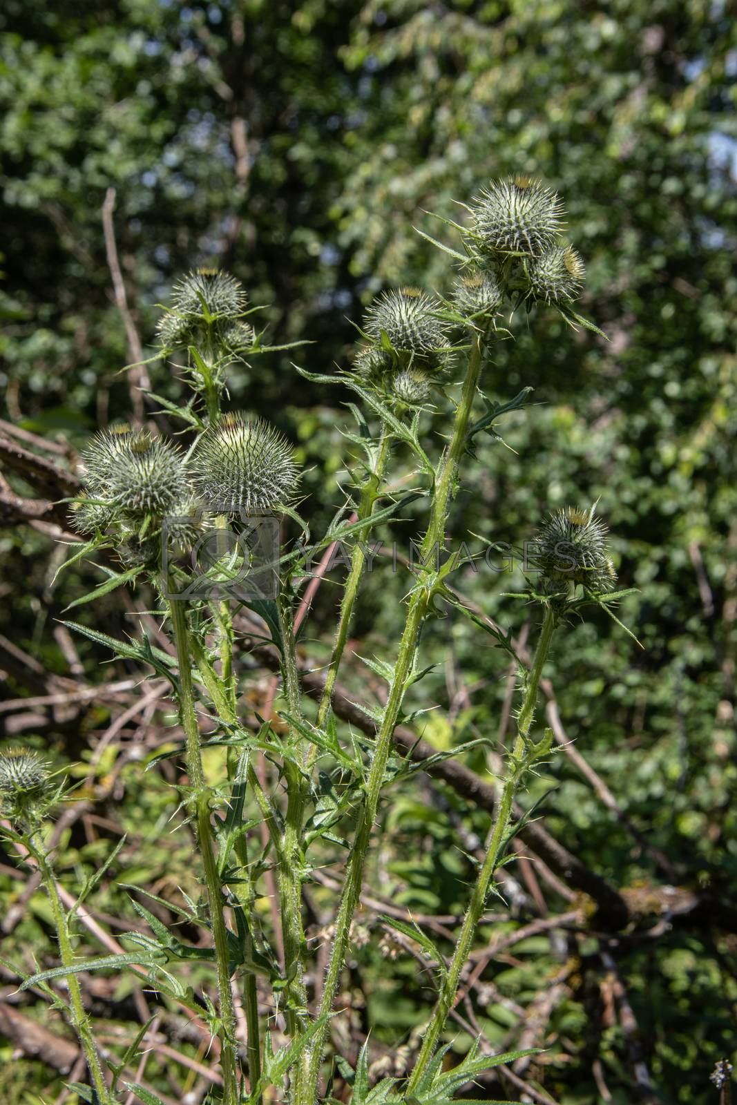 Royalty free image of Globe thistles with buds and spiky leaves by Dr-Lange