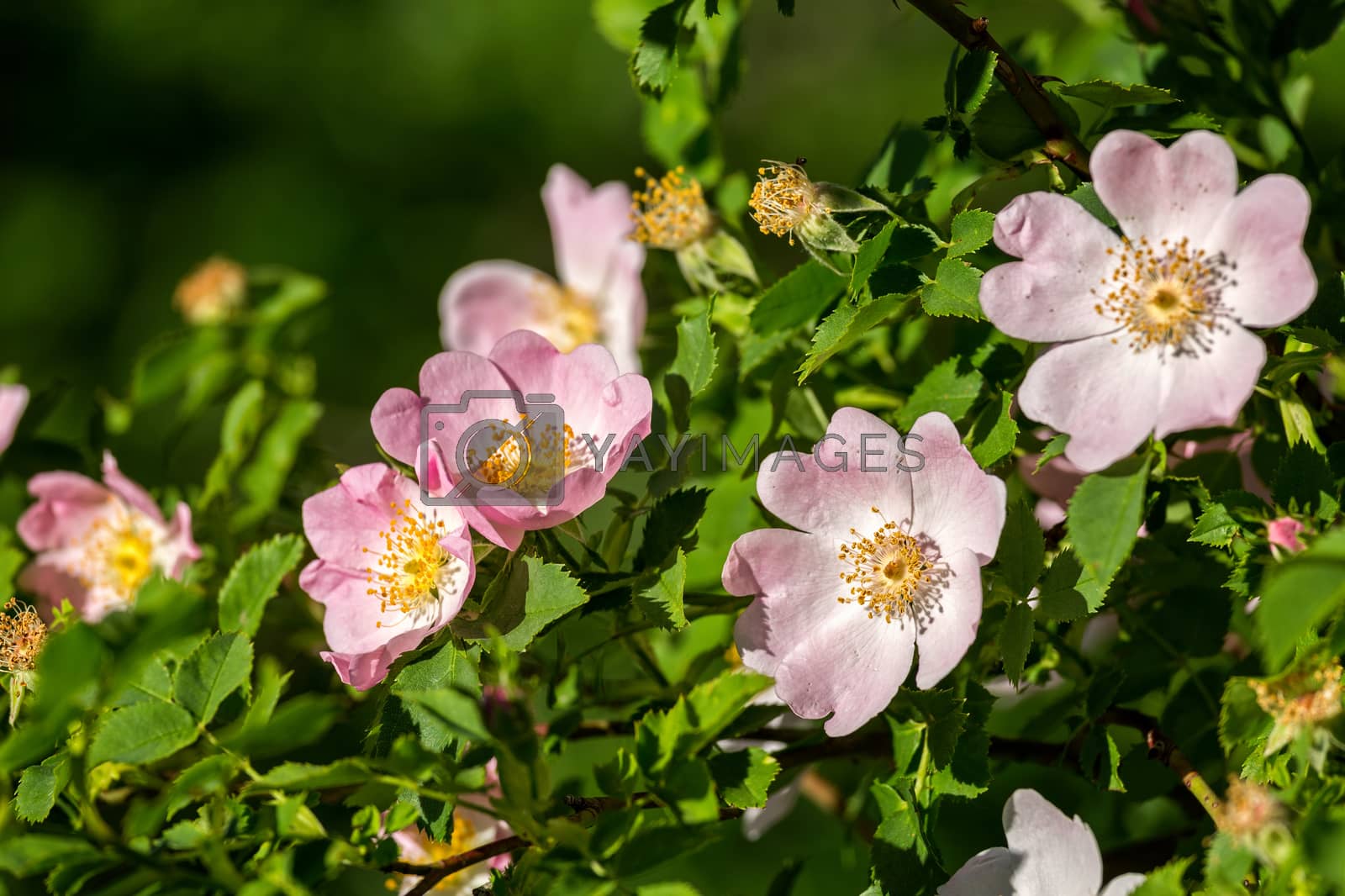 Royalty free image of Beautiful blooming wild rose bush (dog rose, Rosa canina) by Digoarpi