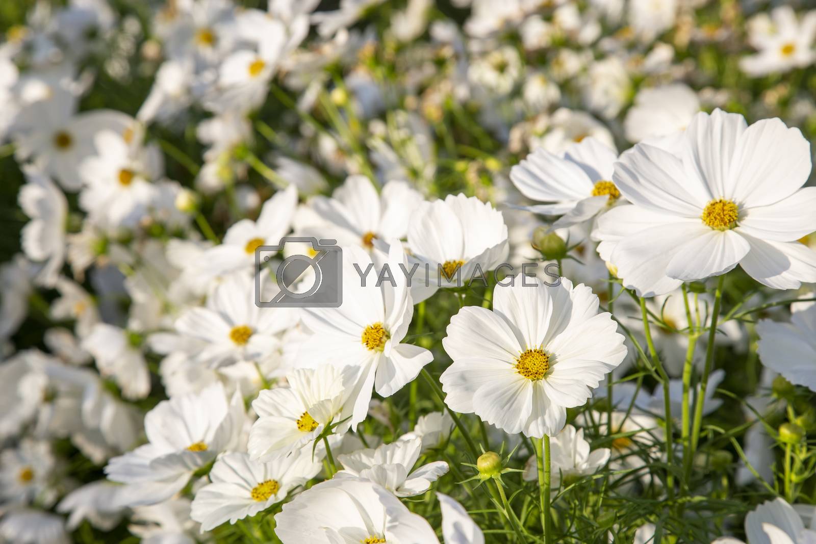 Royalty free image of White cosmos flowers blooming by liewluck
