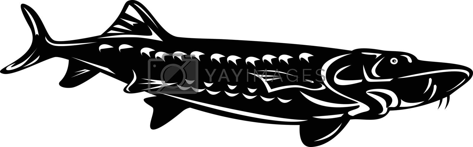 Royalty free image of Atlantic Sturgeon Acipenser Oxyrinchus Oxyrinchus Swimming Down Retro Woodcut Black and White by patrimonio