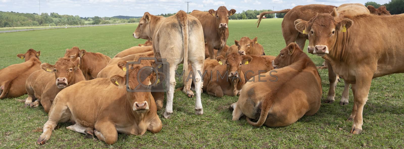 brown cows in hills of german eifel countryside landscape in summer