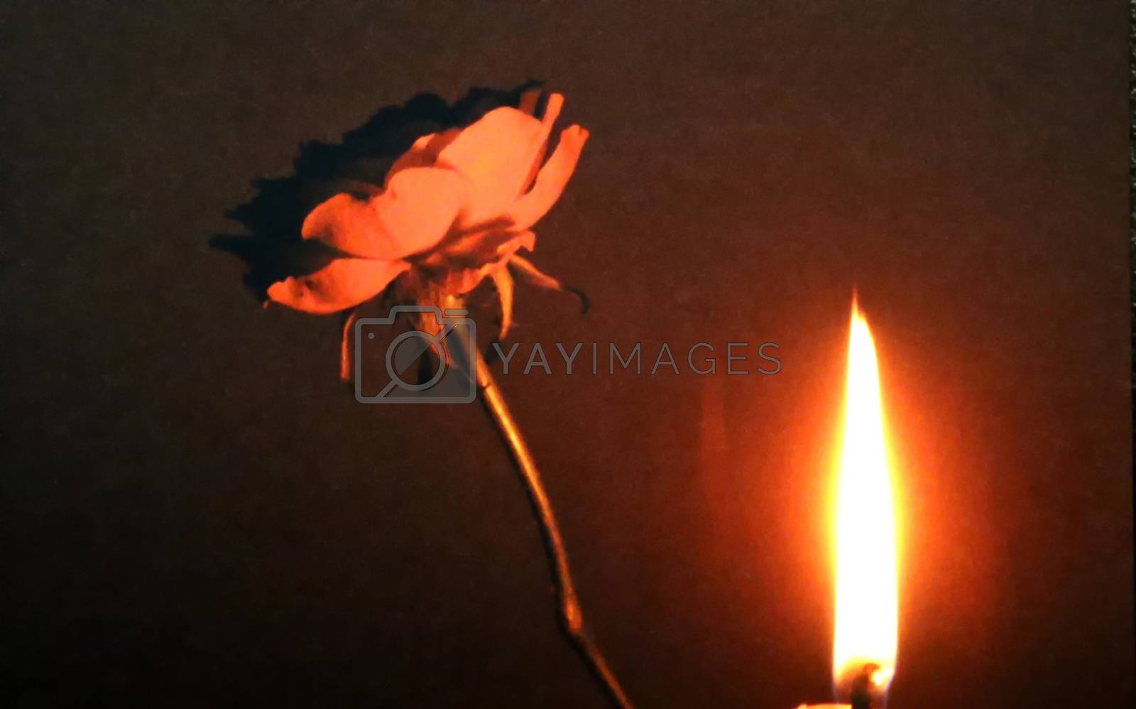 Royalty free image of candlelight with red rose by Jochen