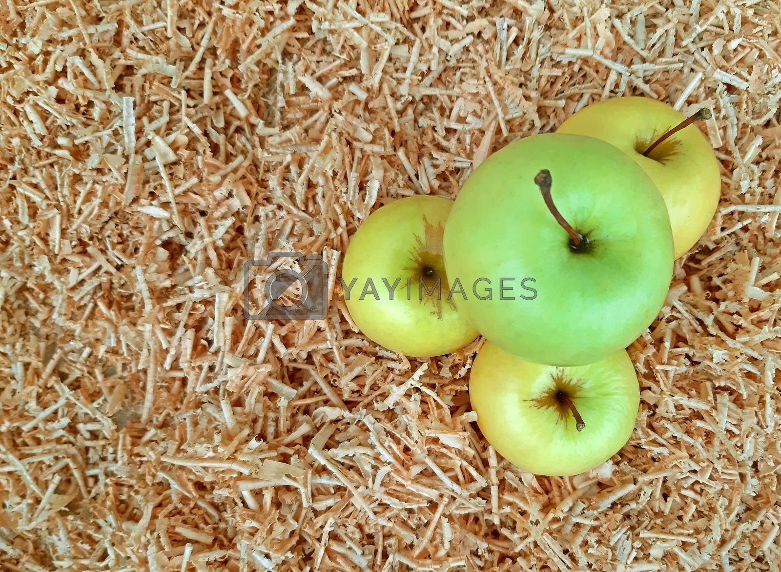 Royalty free image of White apples on the background of sawdust by Mindru