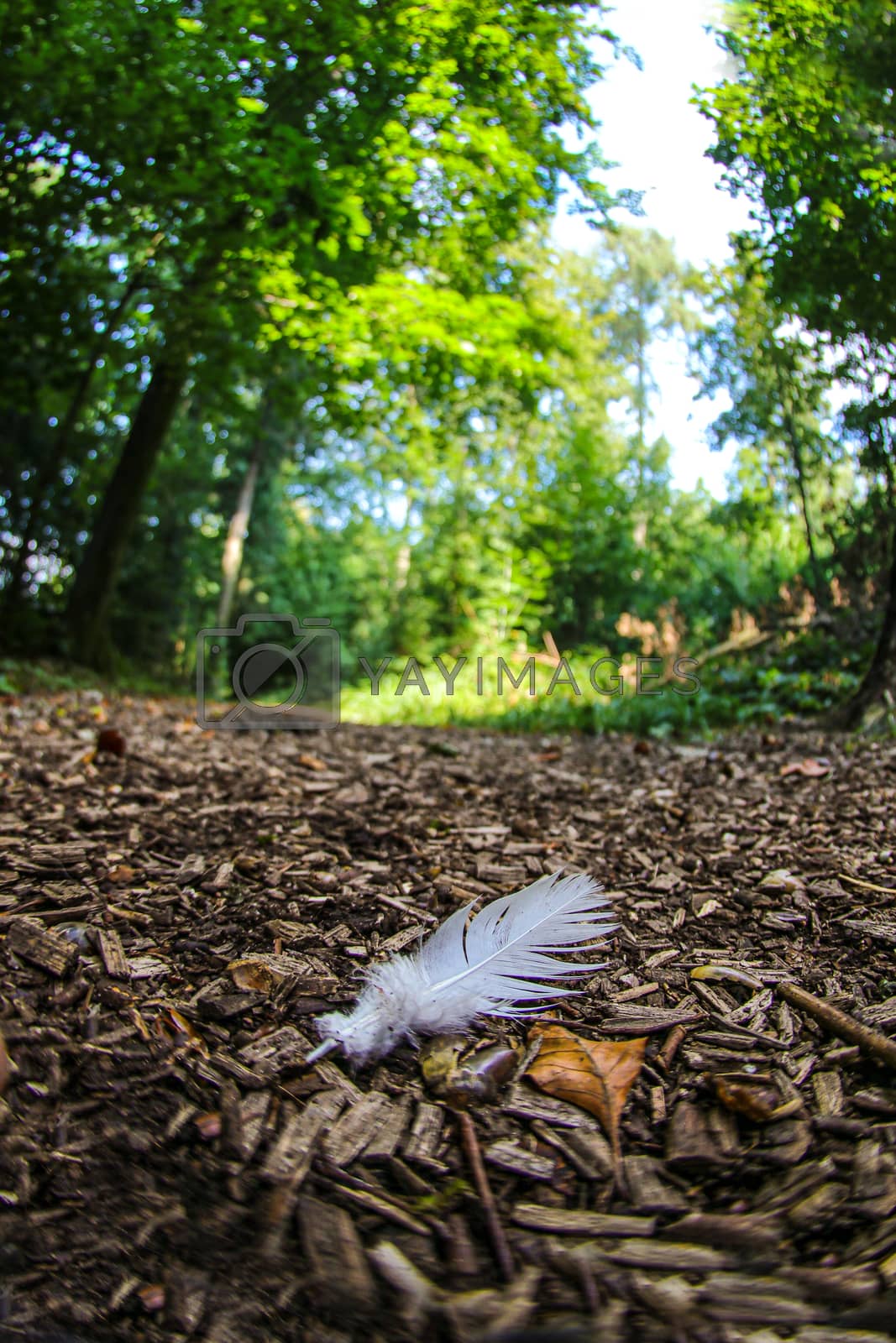 Royalty free image of Feather on ground in a green forrest area. Copy space by PeterHofstetter