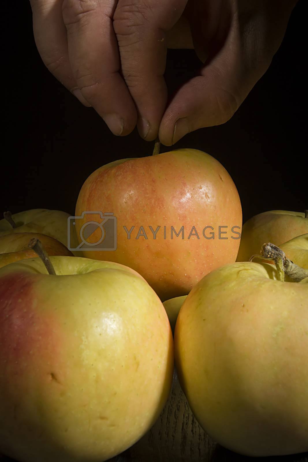 Royalty free image of Hand picks a ripe apple by VIPDesignUSA