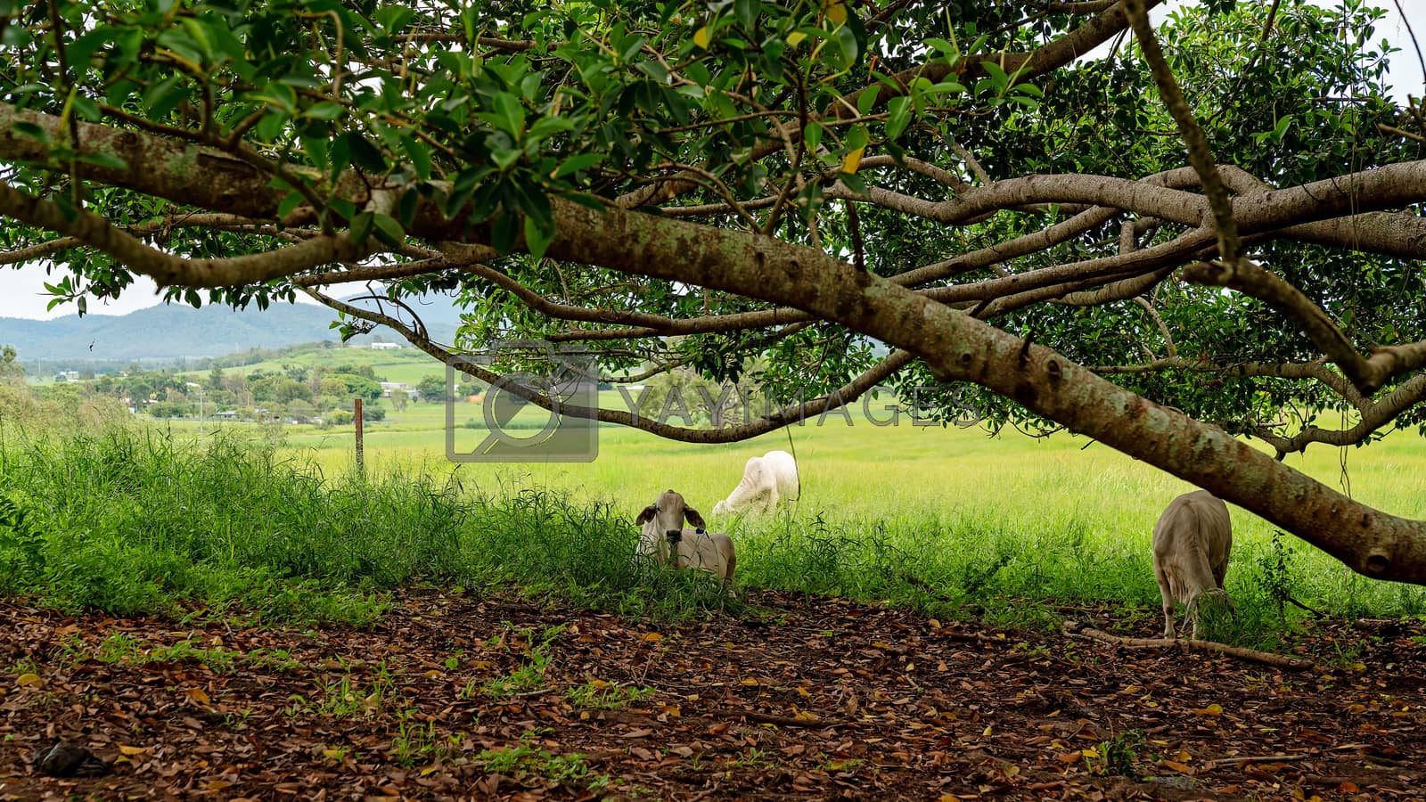 Royalty free image of Cattle Lying In The Shade Of A Fig Tree by 	JacksonStock