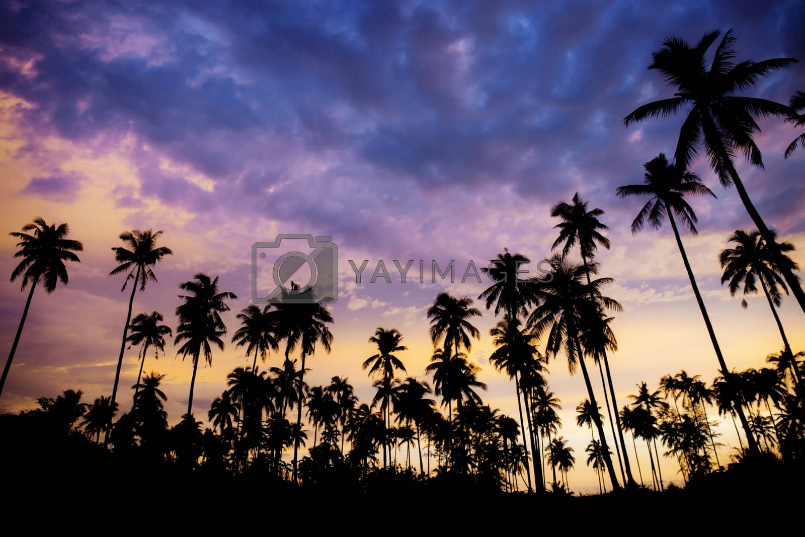 Royalty free image of Palm tree on beach with silhouette. by start08