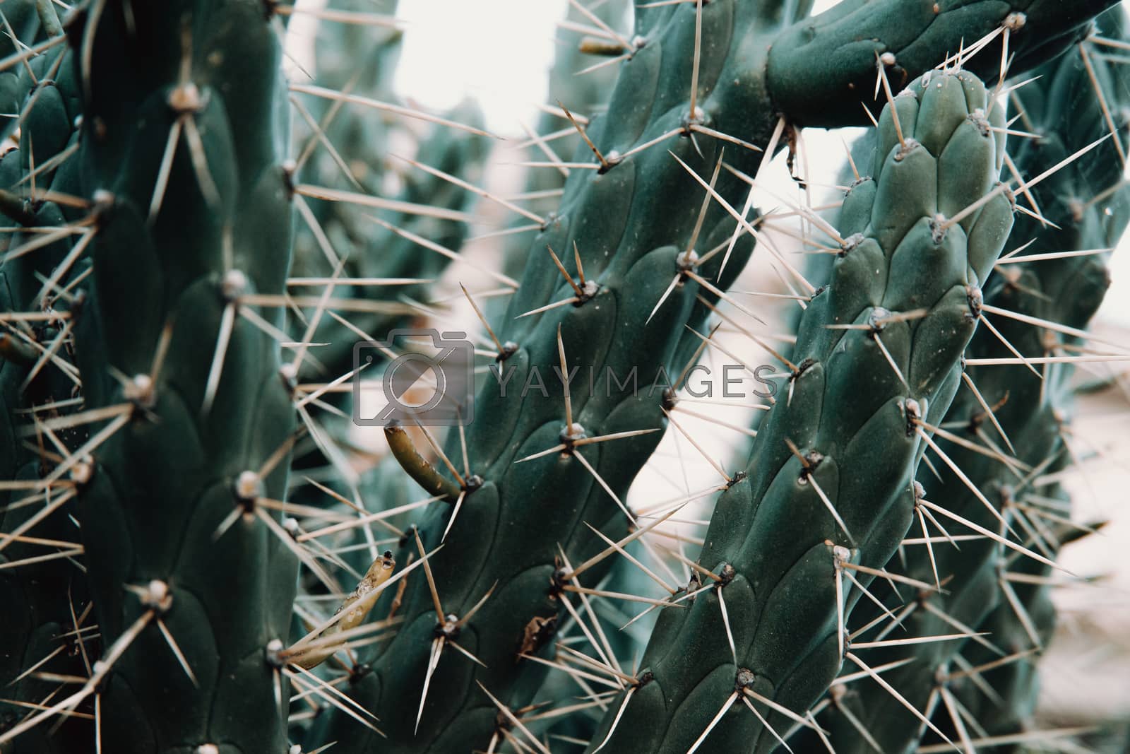Royalty free image of Horizontal copy space wallpaper of a cactus by AveCalvar