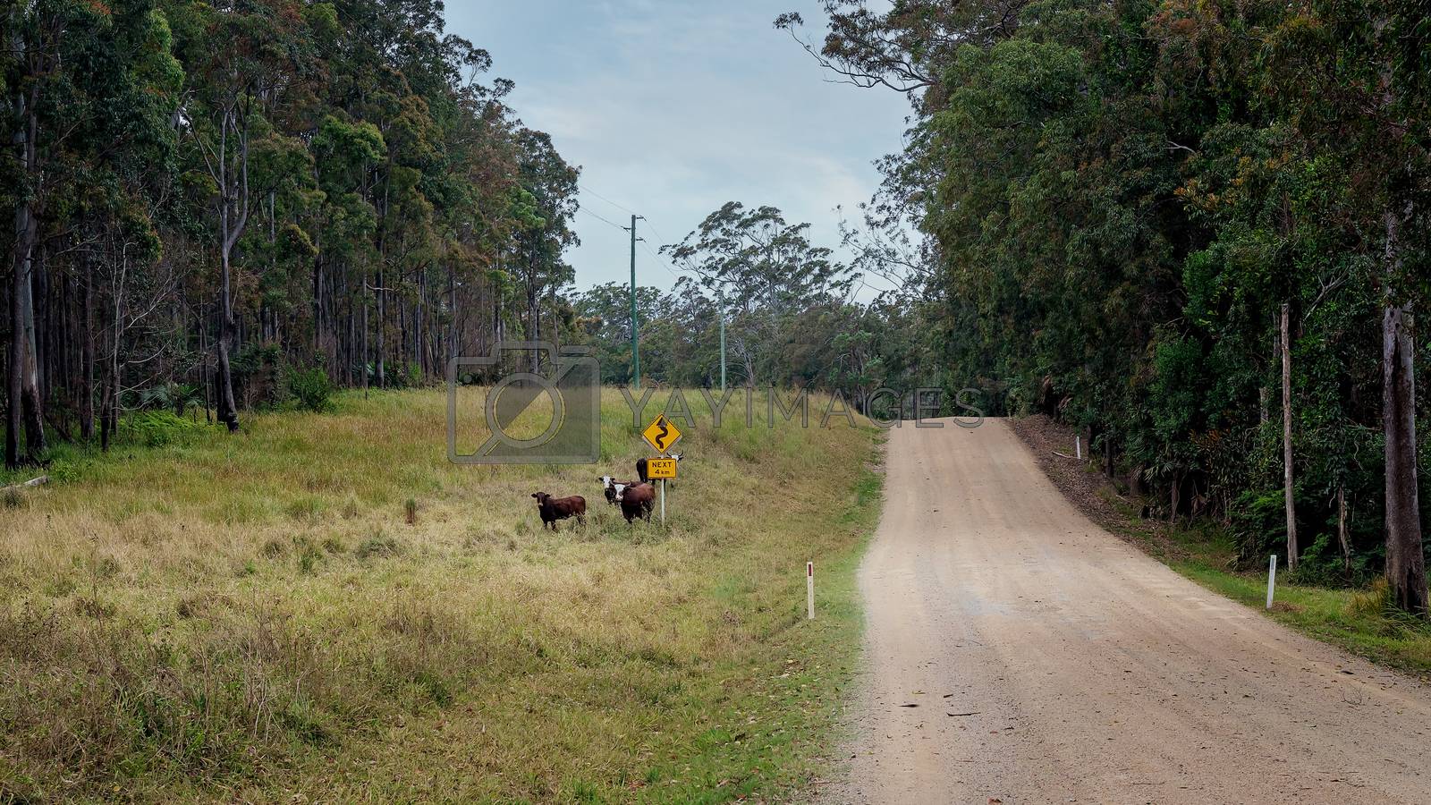 Royalty free image of Escaped Cattle Beside A Rural Road Sign In The Mountains by 	JacksonStock