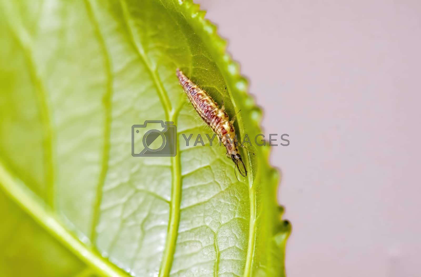 Royalty free image of a Small larvae insect on a plant in the meadow by mario_plechaty_photography