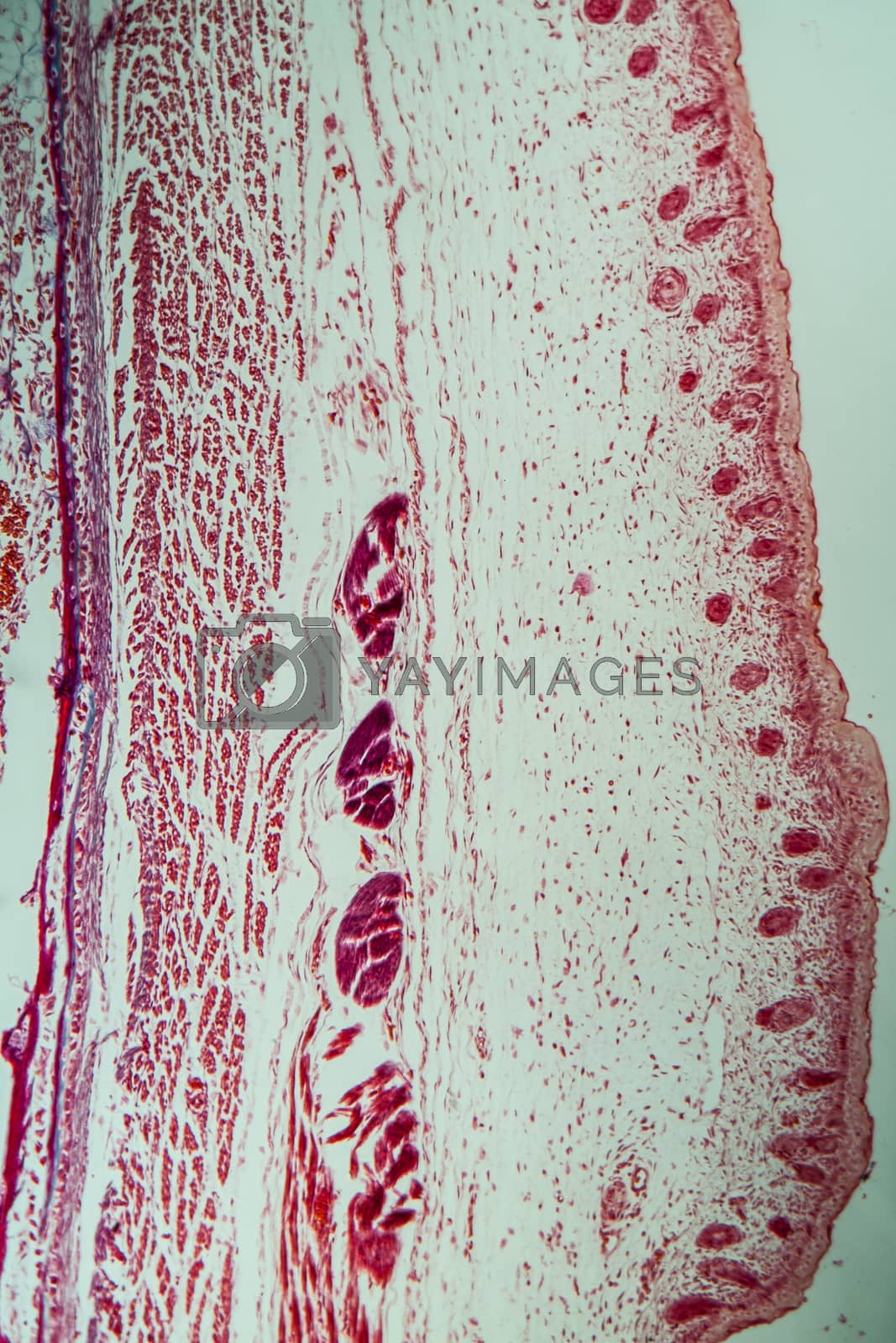 Royalty free image of Embryonic cartilage under the microscope 200x by Dr-Lange