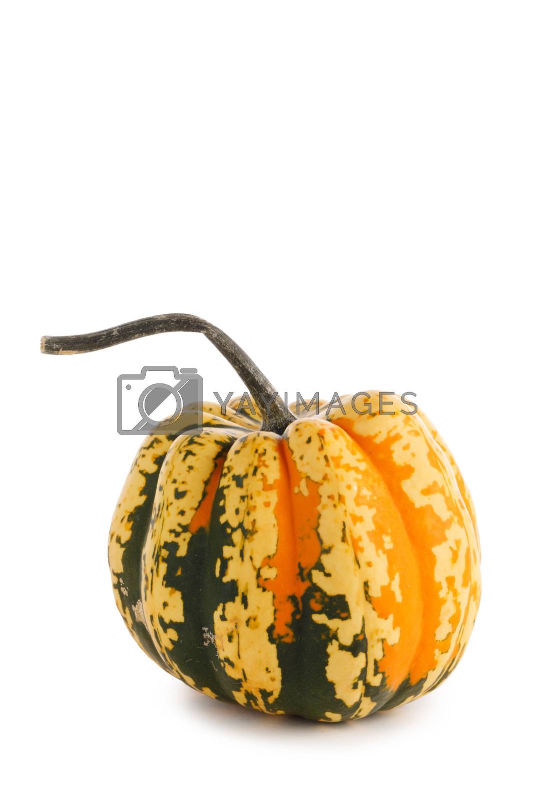 Royalty free image of One striped pumpkin by Yellowj