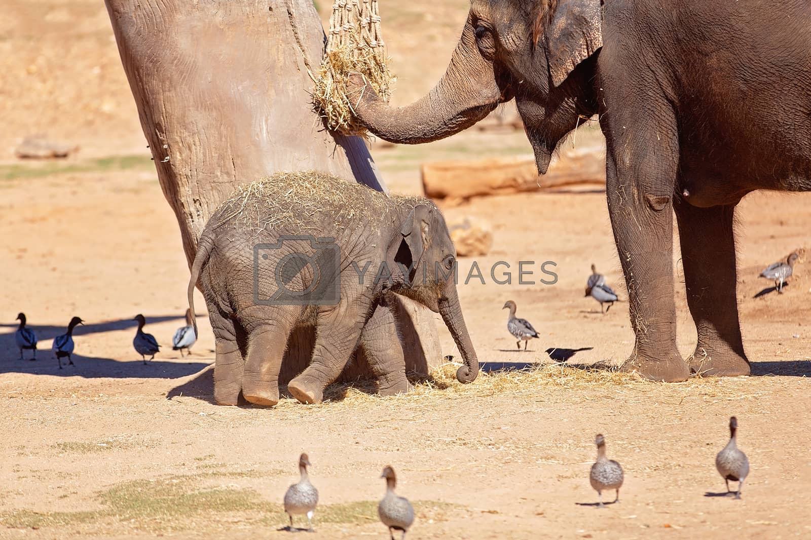 Royalty free image of An Elephant With Its Baby by 	JacksonStock