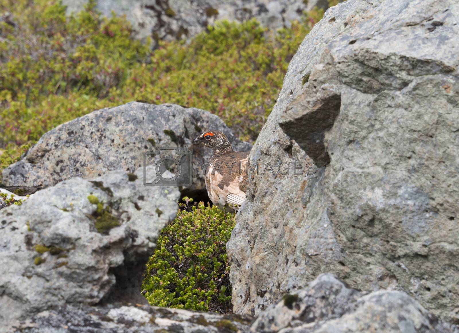 Royalty free image of male rock ptarmigan (Lagopus muta) hiding between stones and bush in iceland nature reserve Hornstrandir in summer day by Henkeova