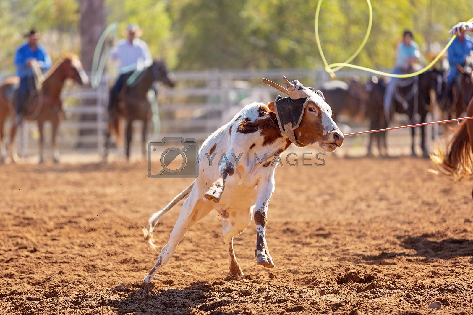 Royalty free image of Australian Team Calf Roping Rodeo Event by 	JacksonStock