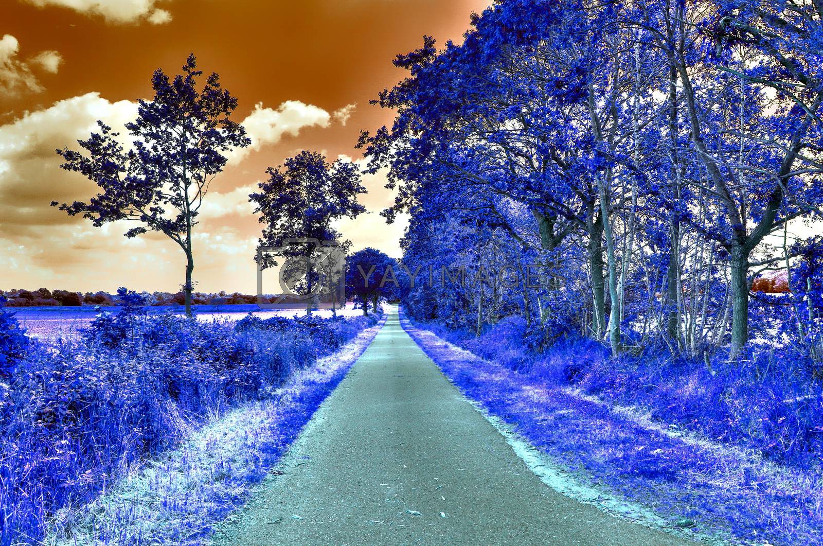 Royalty free image of Beautiful purple infrared landscape in high resolution by MP_foto71