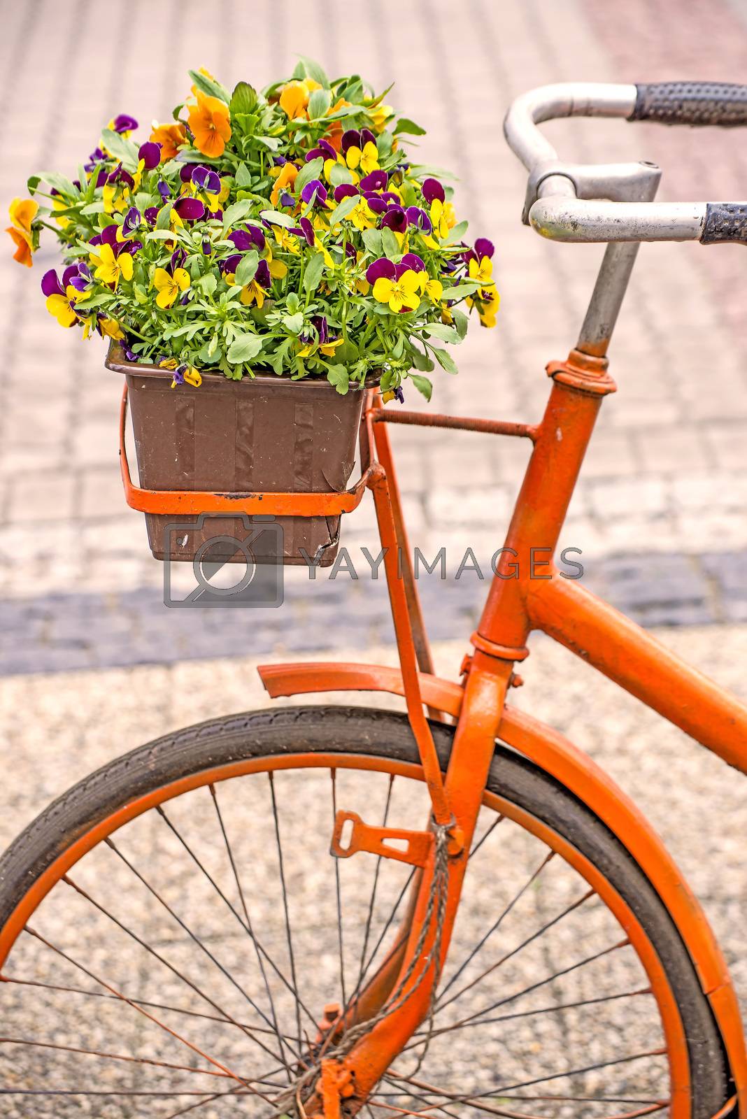 Royalty free image of bicycle with flowers by Jochen