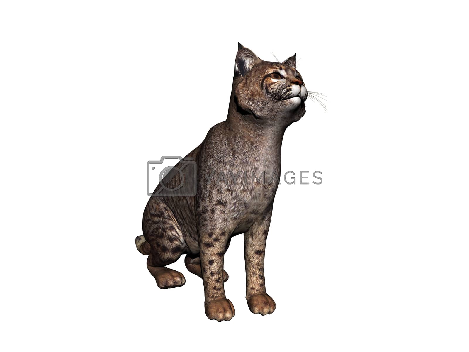 Royalty free image of Wildcat strays and jumps around by Dr-Lange