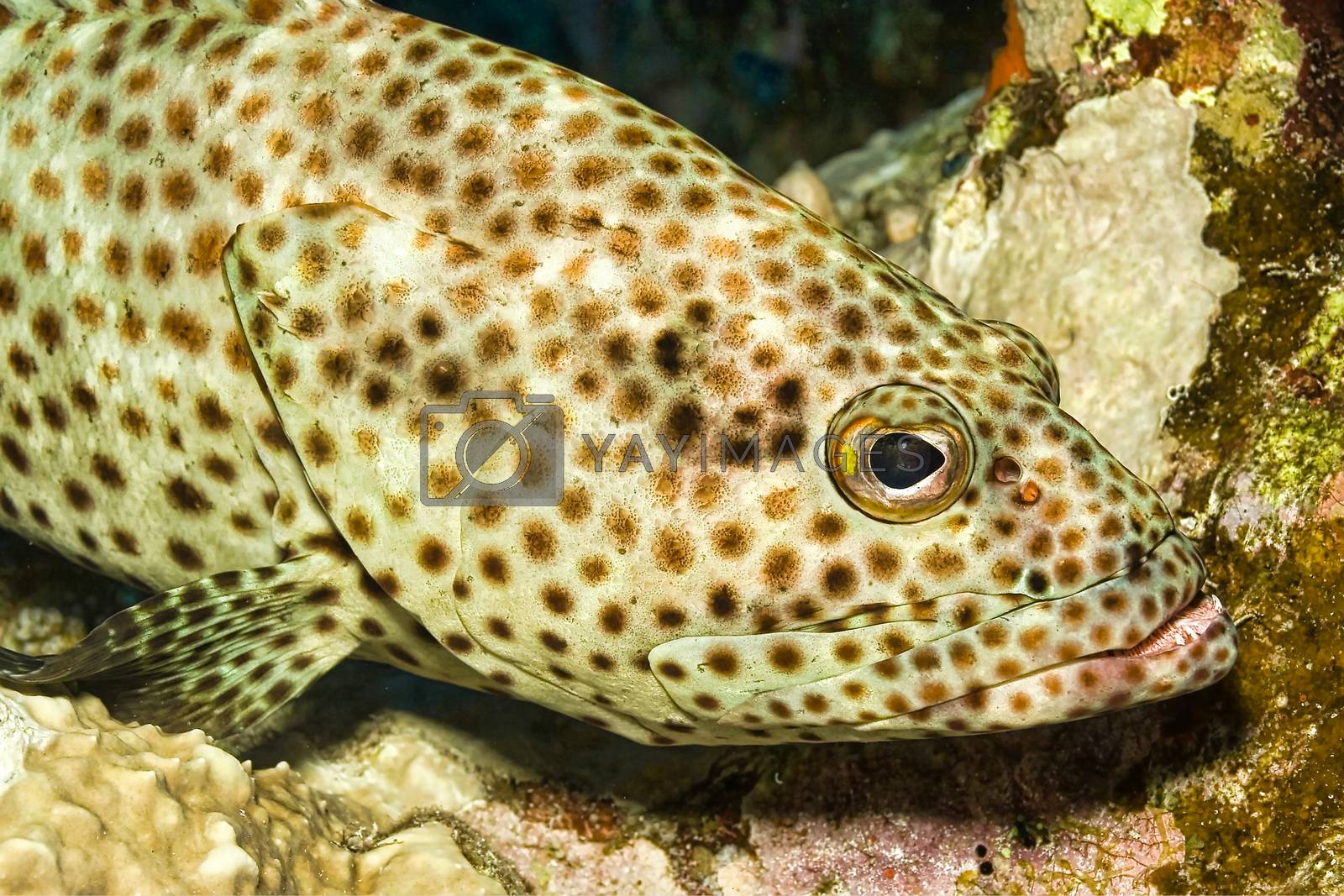 Royalty free image of Coral Grouper, Coral Reef, Red Sea, Egypt by alcaproac